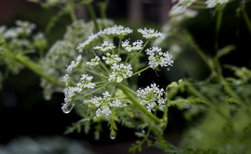 Close-up of flowering plant