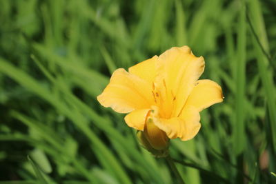 Close-up of yellow flower