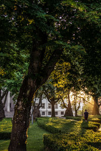 Trees in cemetery