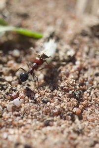 Close-up of insect