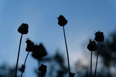 Low angle view of silhouette plants against sky