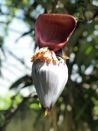 Close-up of flowering plant