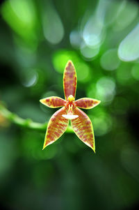 Close-up of orange orchid flower against blurred background