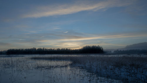 Winter on a bog