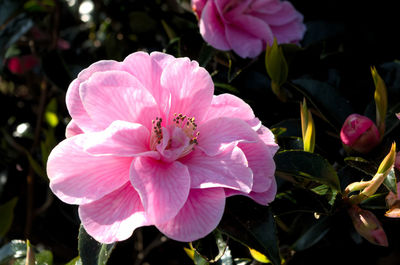 Close-up of pink rose