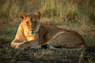 Portrait of lioness resting on field