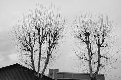 Low angle view of bare trees against the sky