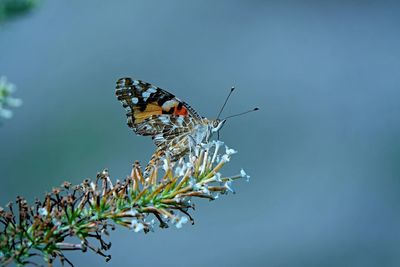 Close-up of butterfly pollinating on flower