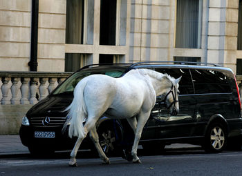 Horse cart on street in city