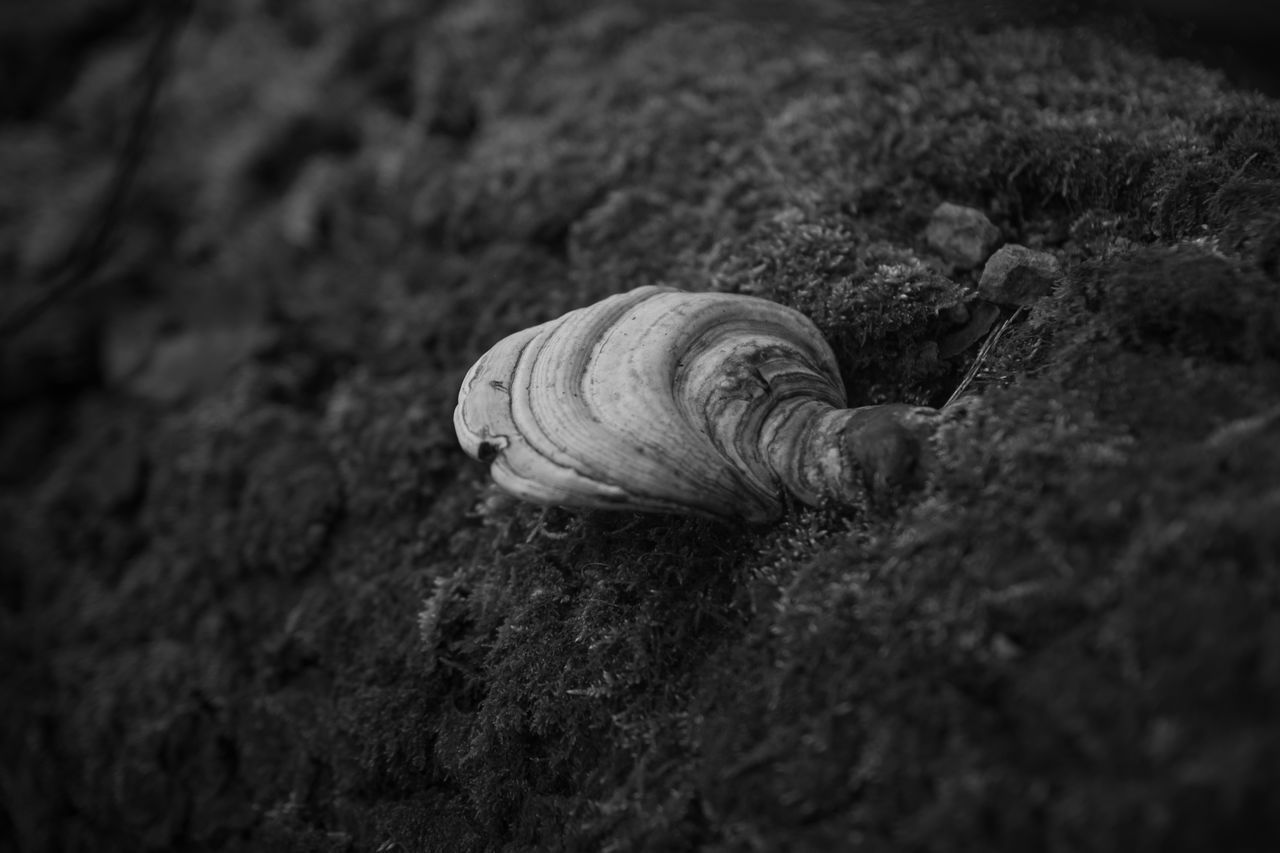 CLOSE-UP OF SNAIL