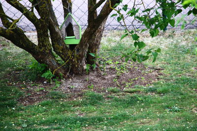 Trees on field in forest