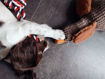 High angle view of dog relaxing on floor