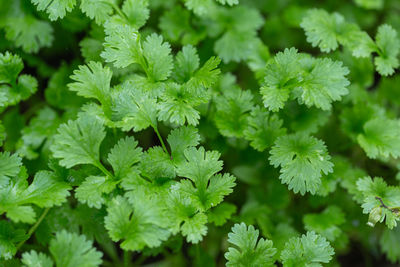 Close-up of fresh green leaves