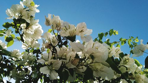 Low angle view of blooming tree against sky