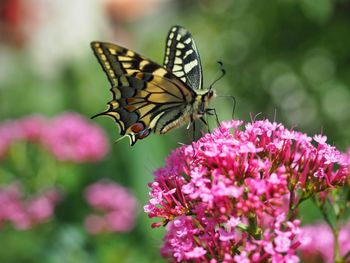 Close-up of butterfly pollinating on pink flower