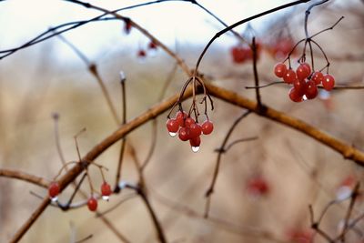 Close-up of fruits