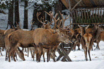 Deer on snow covered field