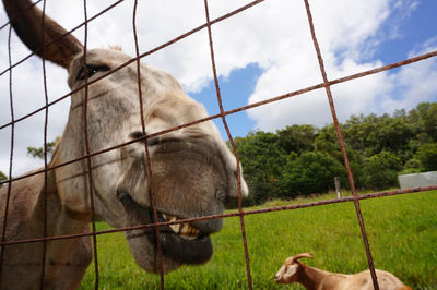 Close-up of horse on field against sky