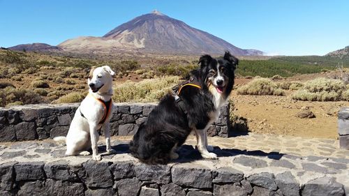 View of two dogs on mountain against sky