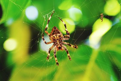 Close-up of spider on web