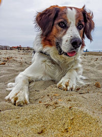 Close-up of hairy dogs sitting on sand