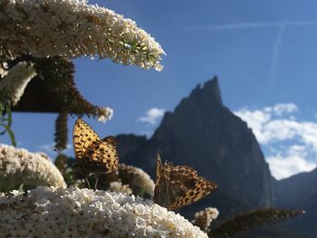 Close-up of snow on plants against sky