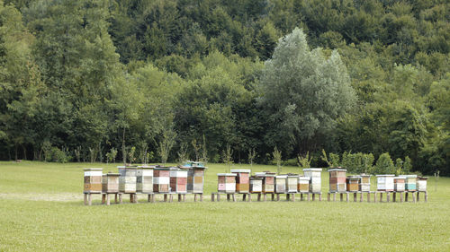 Empty chairs on field against trees