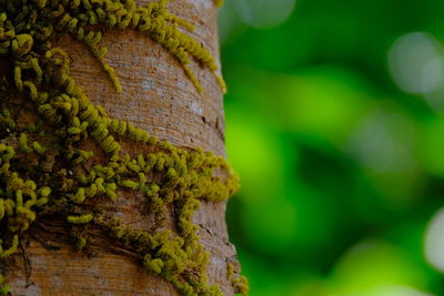 Close-up of moss on tree trunk