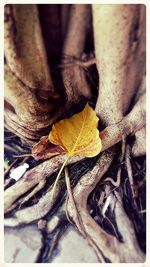 Full frame shot of leaf