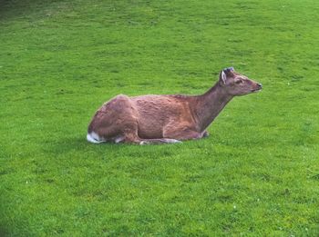 Sheep grazing on grassy field