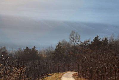 Road passing through forest