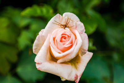 Close-up of rose against blurred background