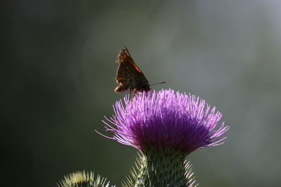 Close-up of butterfly on thistle