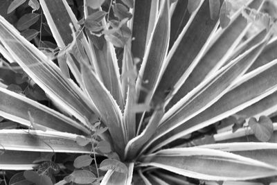 Full frame shot of plants