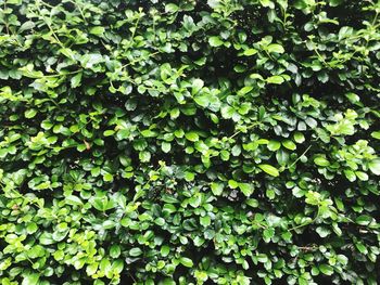 Full frame shot of plants