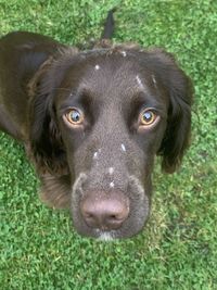 Close-up portrait of dog on field