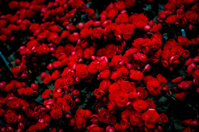 Full frame shot of red flowering plants