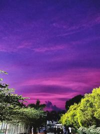 Low angle view of pink flowering plants against dramatic sky