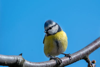 Close-up of bird perching against blue sky