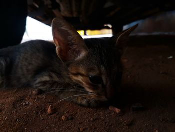 Close-up of a cat resting