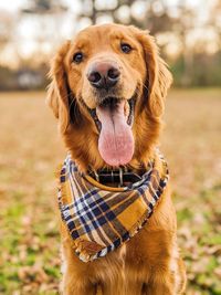 Close-up portrait of golden retriever