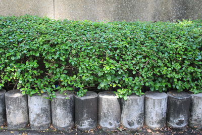 Close-up of plants against wall