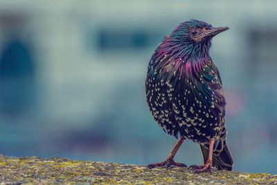 Close-up of a bird perching on a land