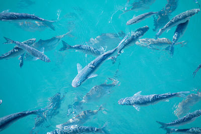 High angle view of fishes swimming in sea