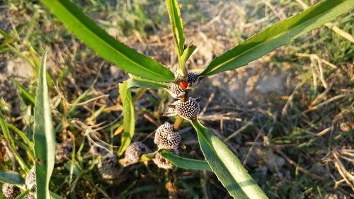 Close-up of insect on plant