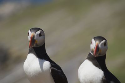 Close-up of two birds