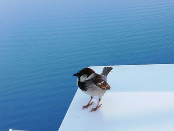 High angle view of dog on beach