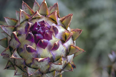 Close-up of succulent plant