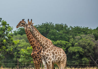 Giraffe standing in zoo