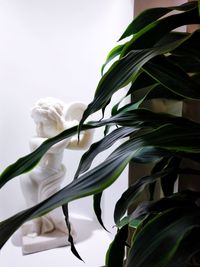 Close-up of white flowering plant against sky